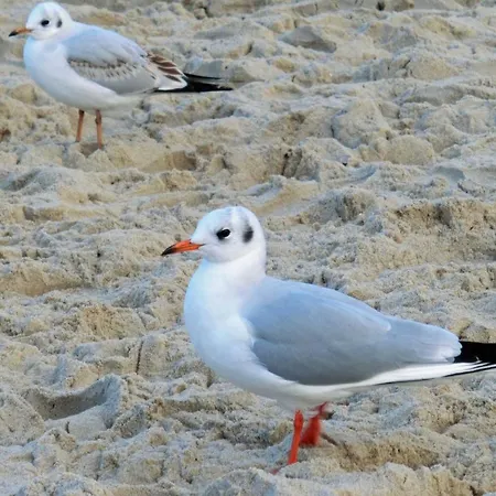 Daire 2-5 Sonnenschein *